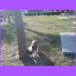Belle Waiting on Mayport Ferry.jpg